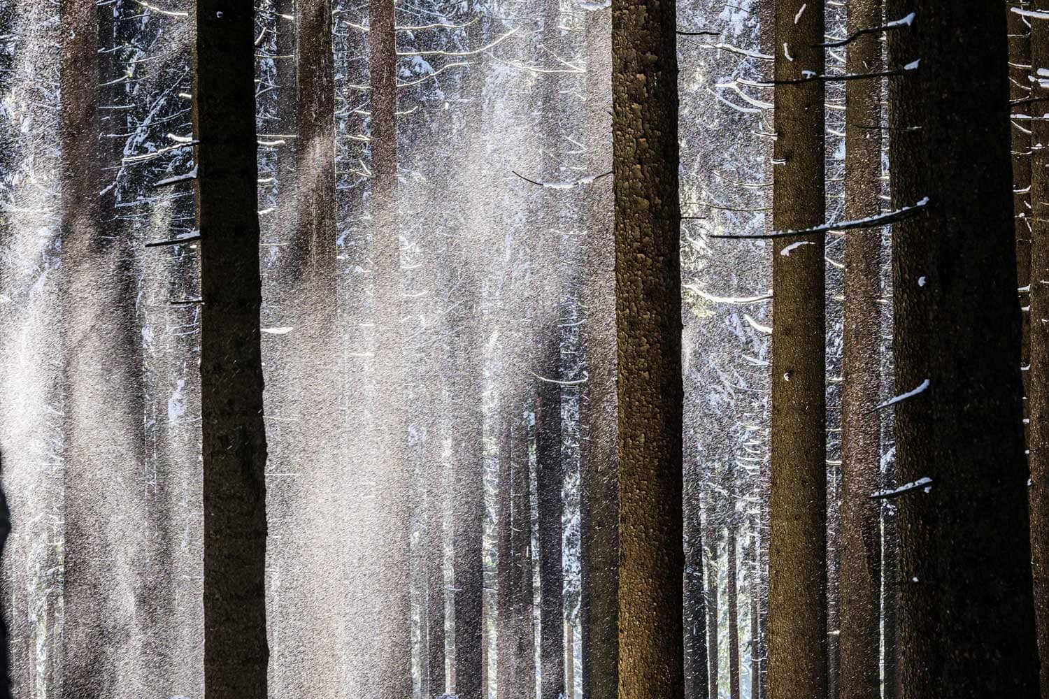 Wald Schnee