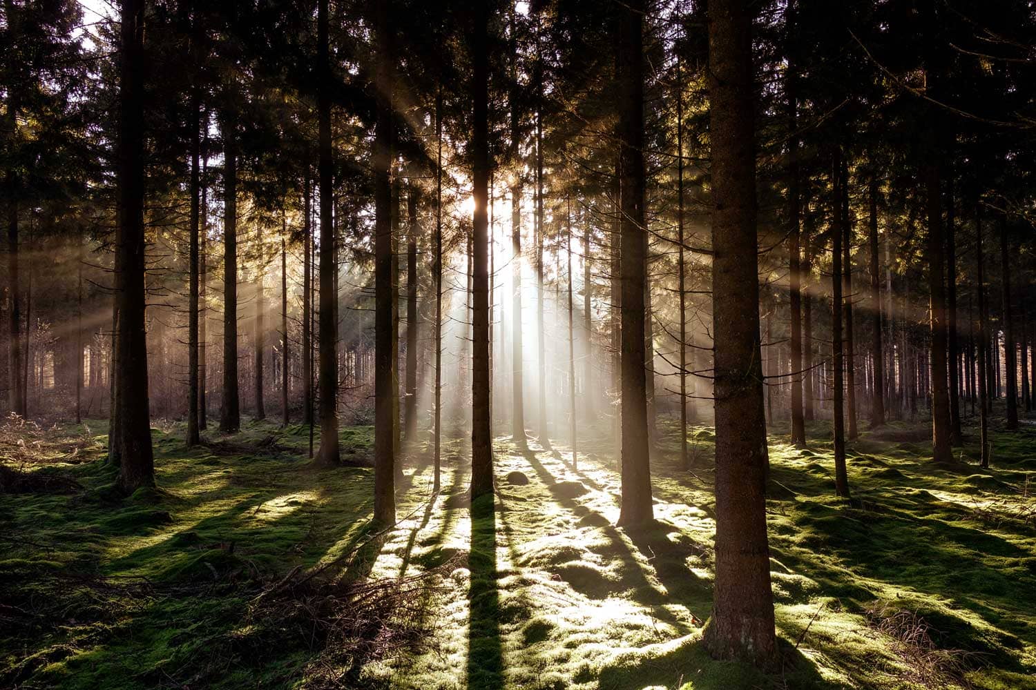 Wald2